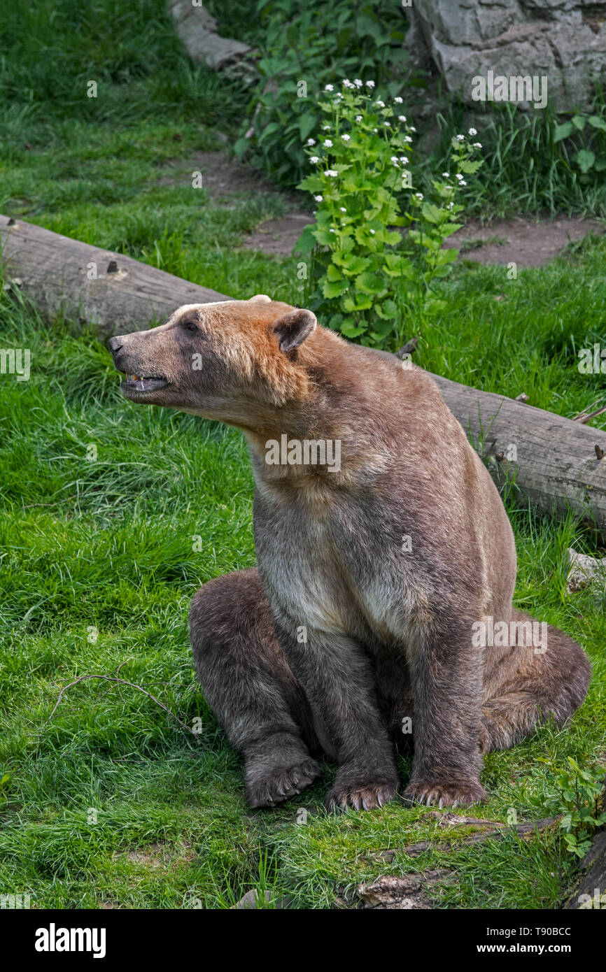Allevati in cattività polar bear / orso bruno ibrido chiamato anche orso grolar / orso pizzly / nanulak a Osnabrück Zoo, Germania Foto Stock
