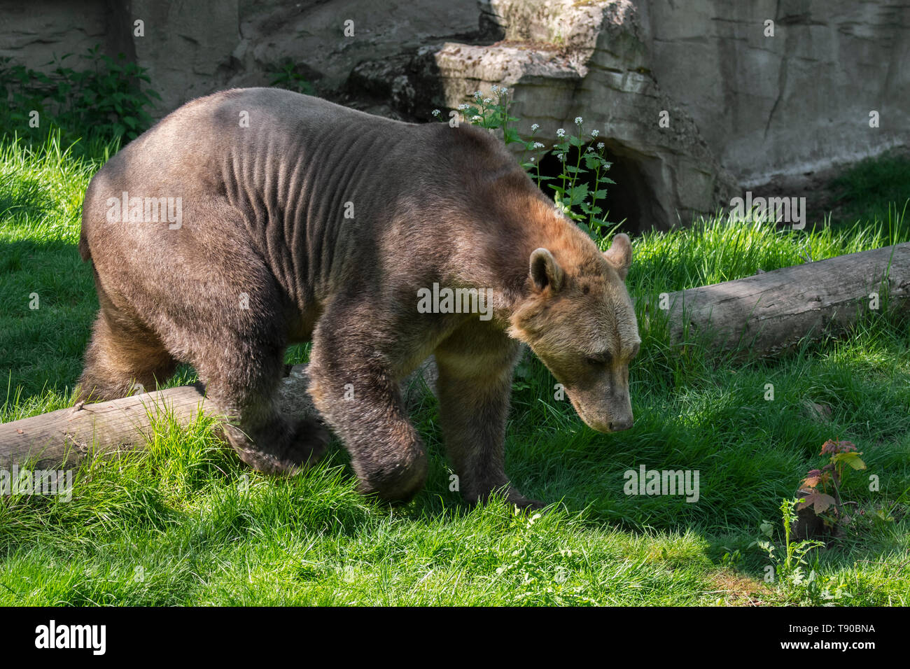 Allevati in cattività polar bear / orso bruno ibrido chiamato anche orso grolar / orso pizzly / nanulak a Osnabrück Zoo, Germania Foto Stock