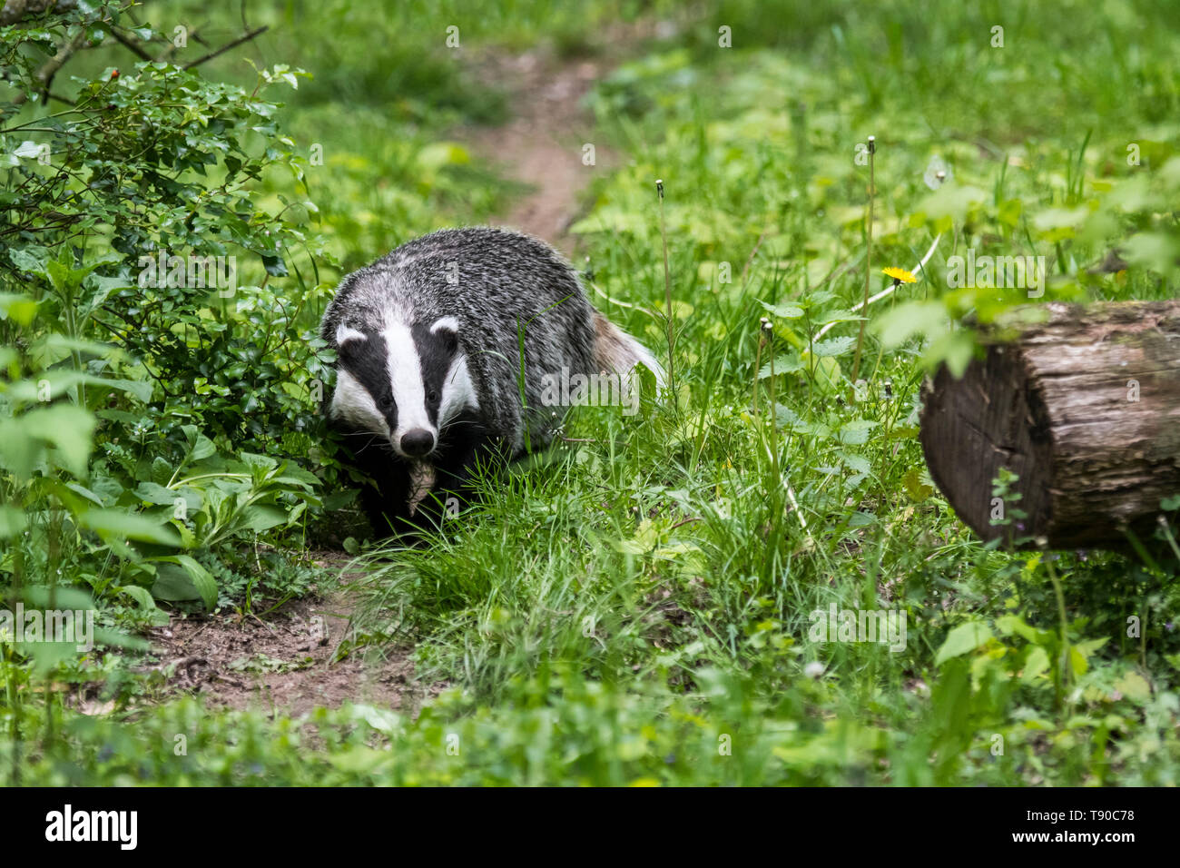 Europea (Badger Meles meles) foraggio lungo il sentiero degli animali / wildlife via nella prateria a bordo della foresta Foto Stock