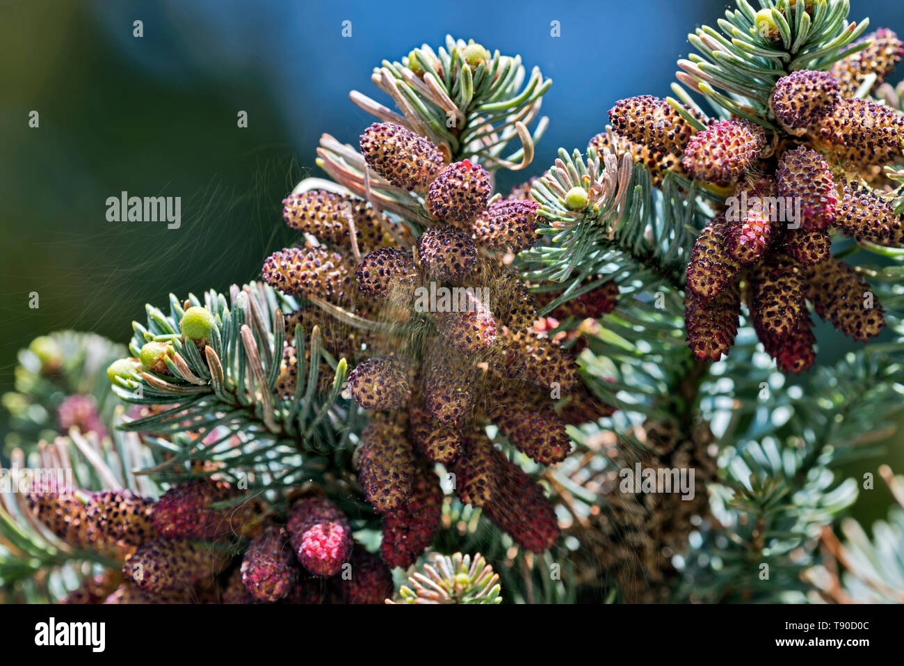 I rami di Abies cephalonica, fir greca, portante i fiori maschili in atto di spargimento di polline. Foto Stock