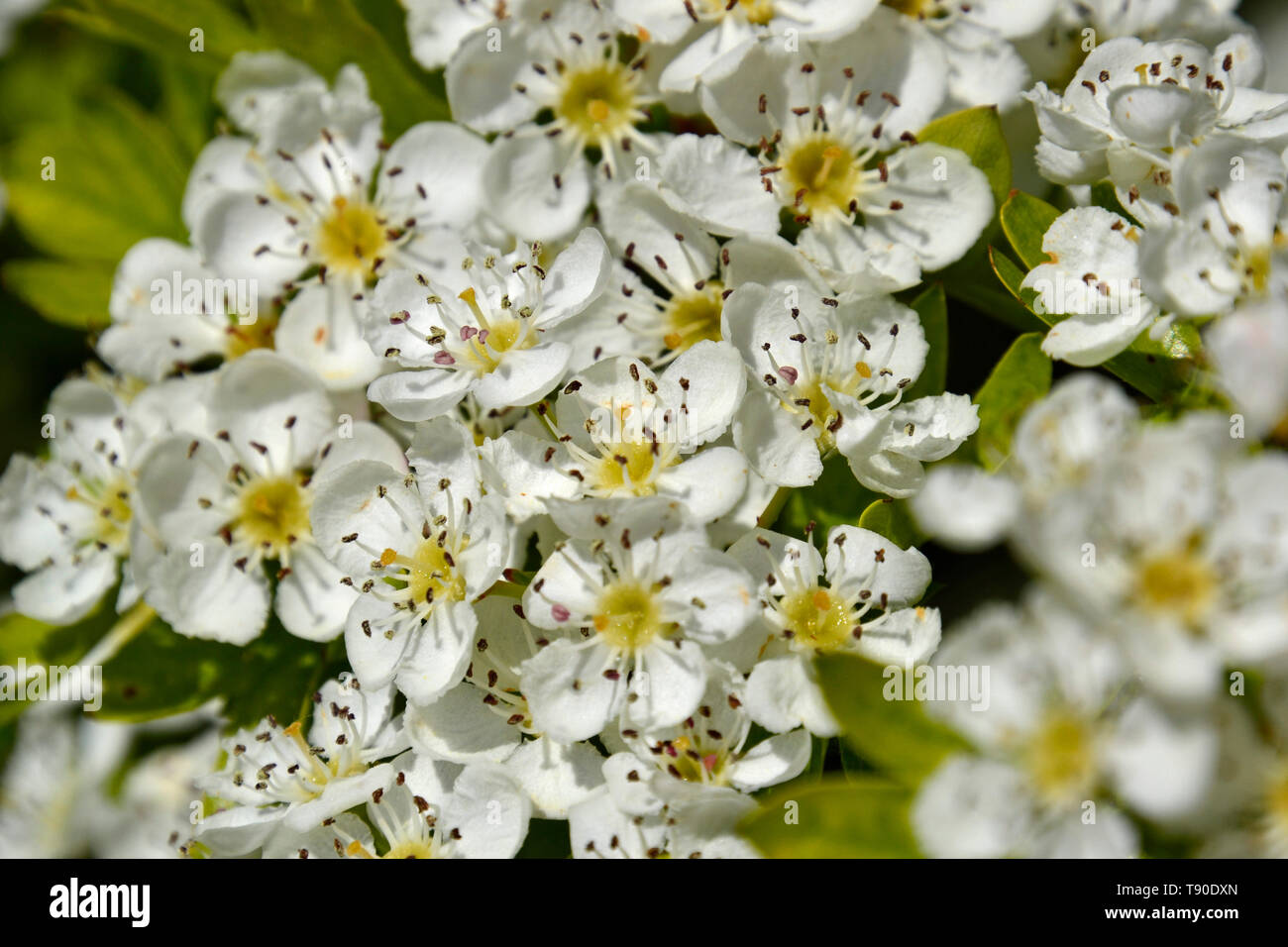 Bellissimo fiore bianco su una boccola di fioritura NEL REGNO UNITO Foto Stock