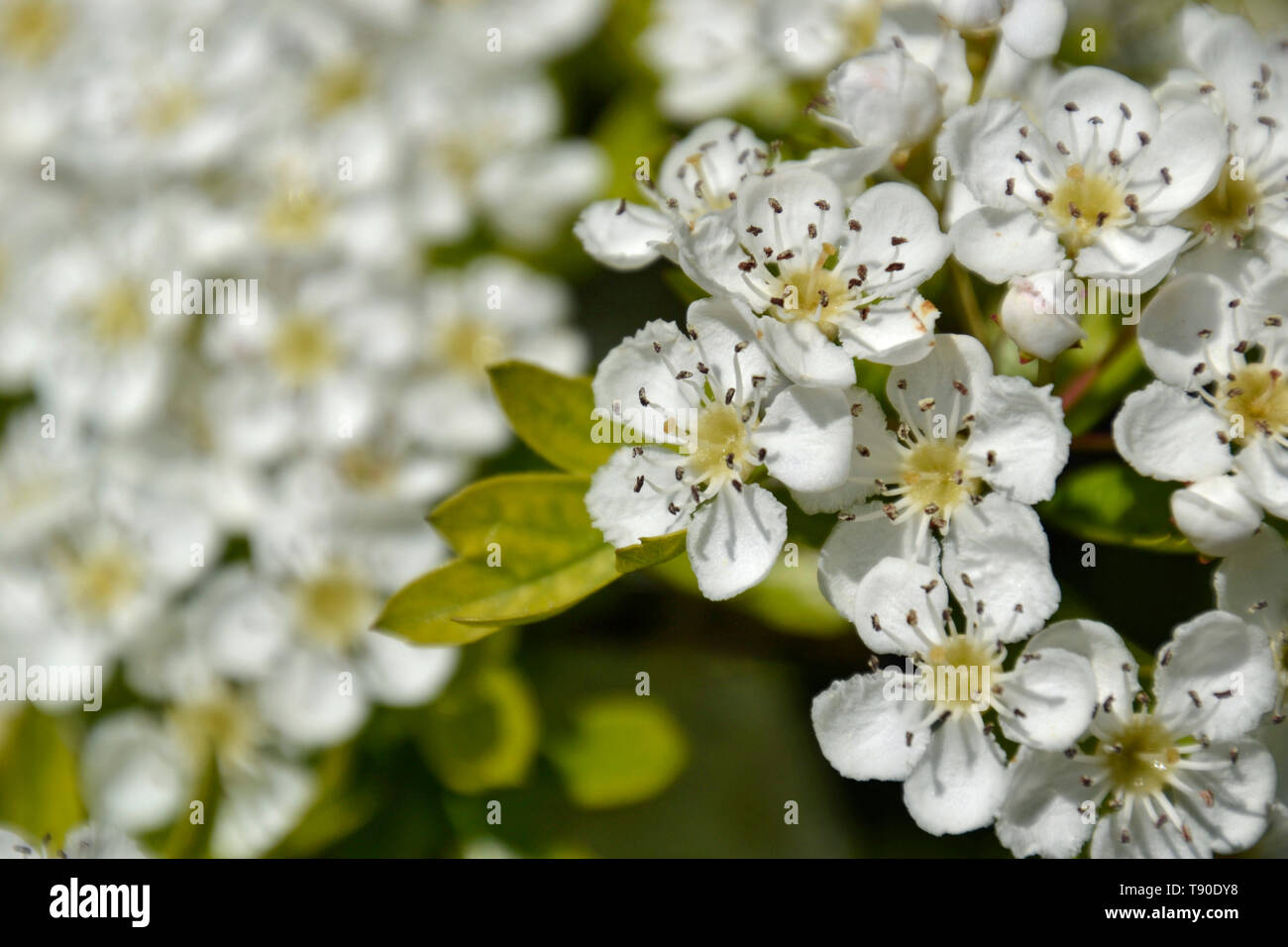 Bellissimo fiore bianco su una boccola di fioritura NEL REGNO UNITO Foto Stock