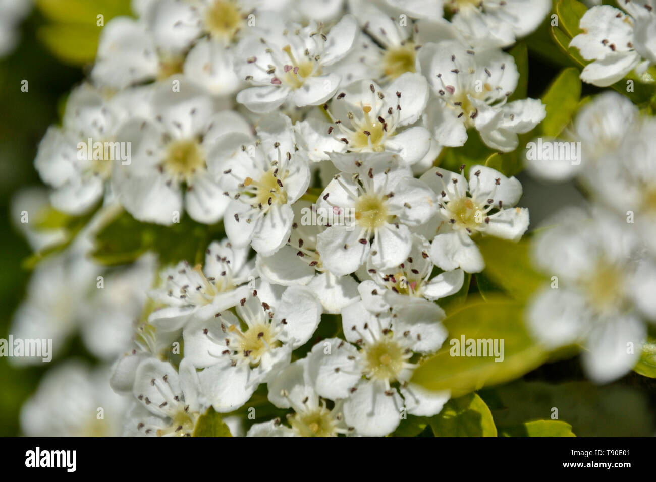 Bellissimo fiore bianco su una boccola di fioritura NEL REGNO UNITO Foto Stock