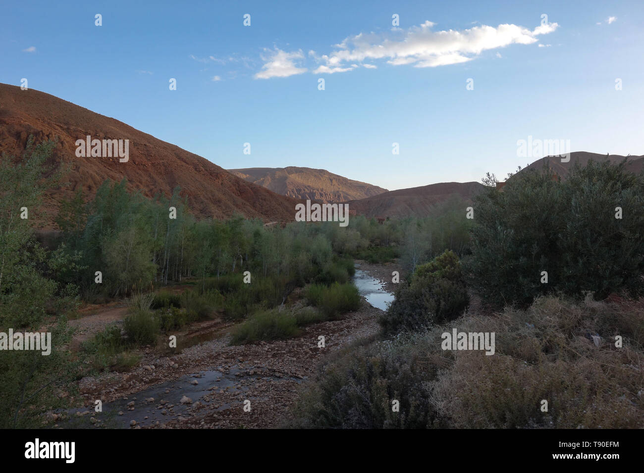 Fiume con le dita di scimmia formazioni rocciose con alcuni viola, verde di boccole in parte anteriore durante il tramonto nella valle di Dades, Marocco Foto Stock