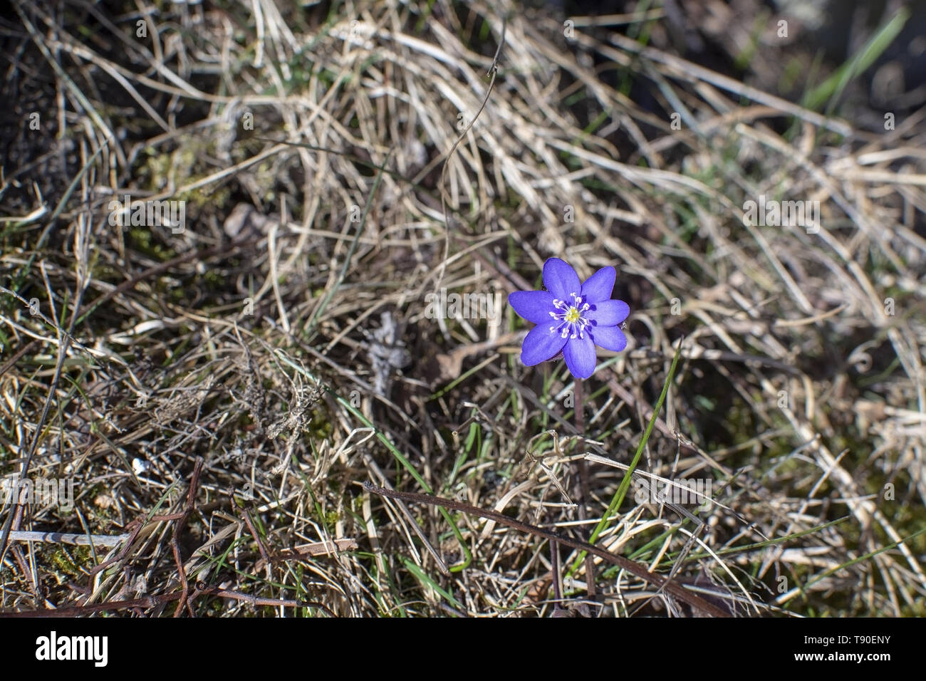 Blu Hepatica springflower nel vecchio fieno erba in aprile. Foto Stock