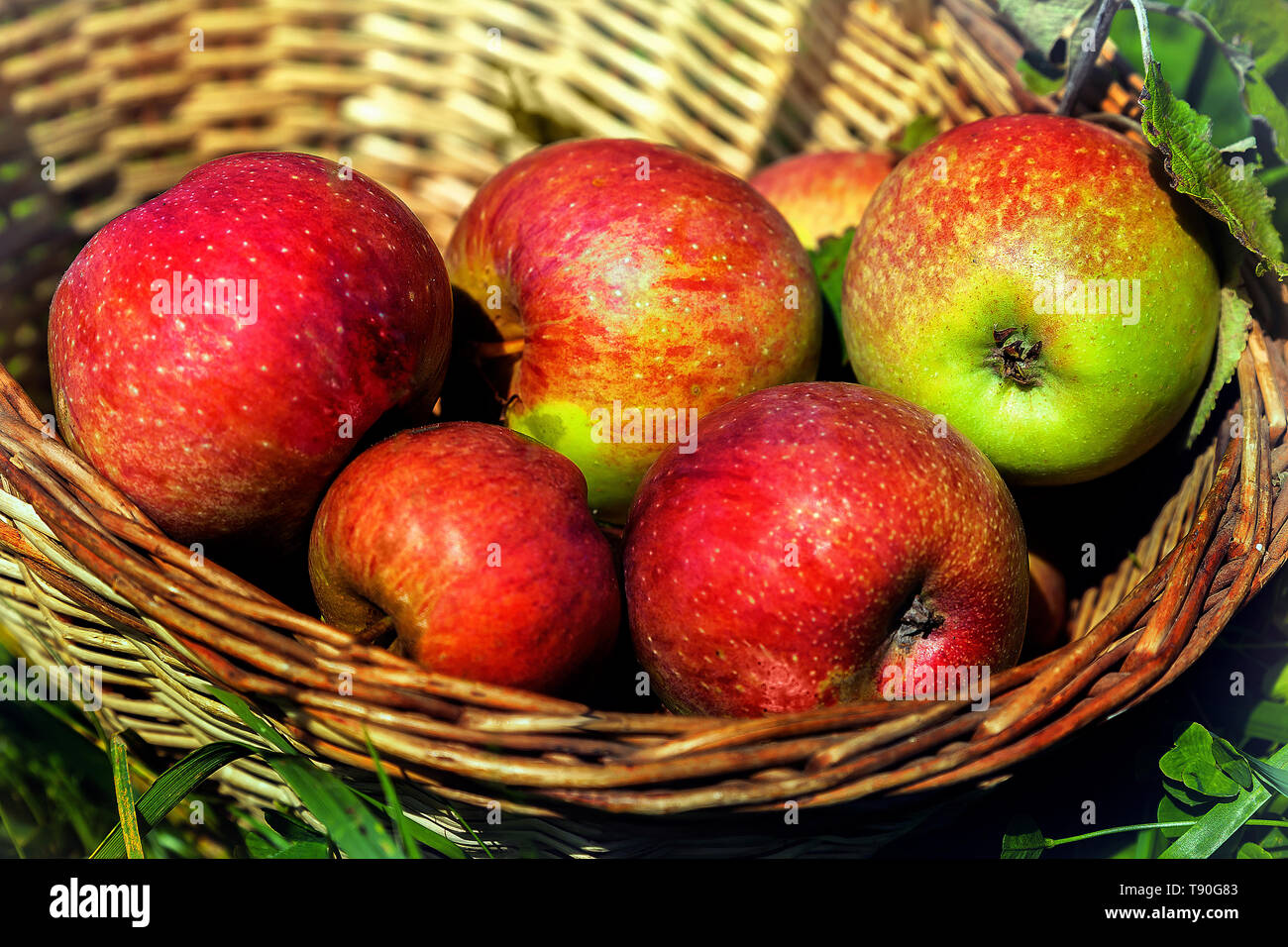 Le mele rosse in cesto Foto Stock