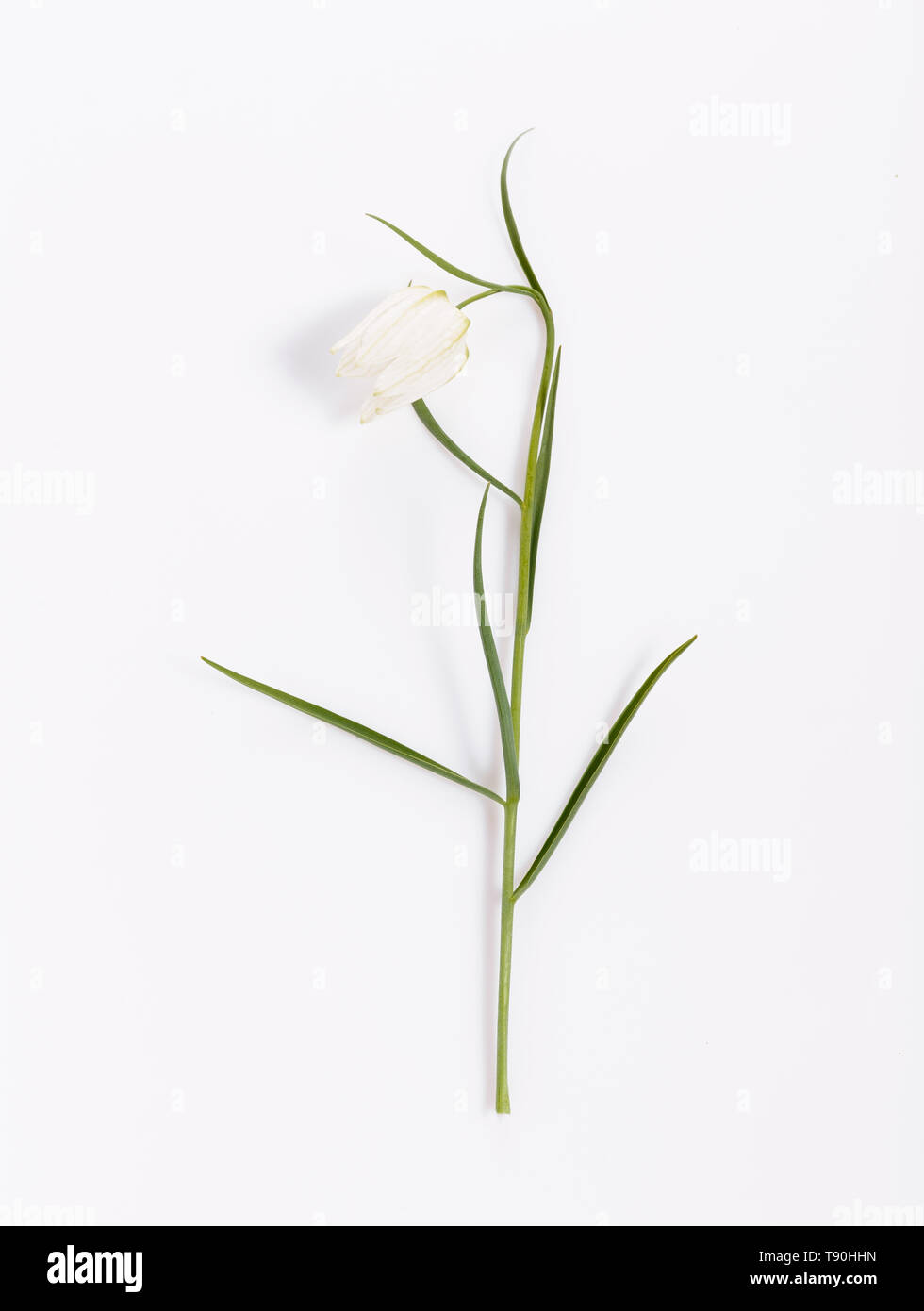 Delicato fiore bianco Snake Head Fritillary, Fritillaria meleagris su sfondo bianco Foto Stock