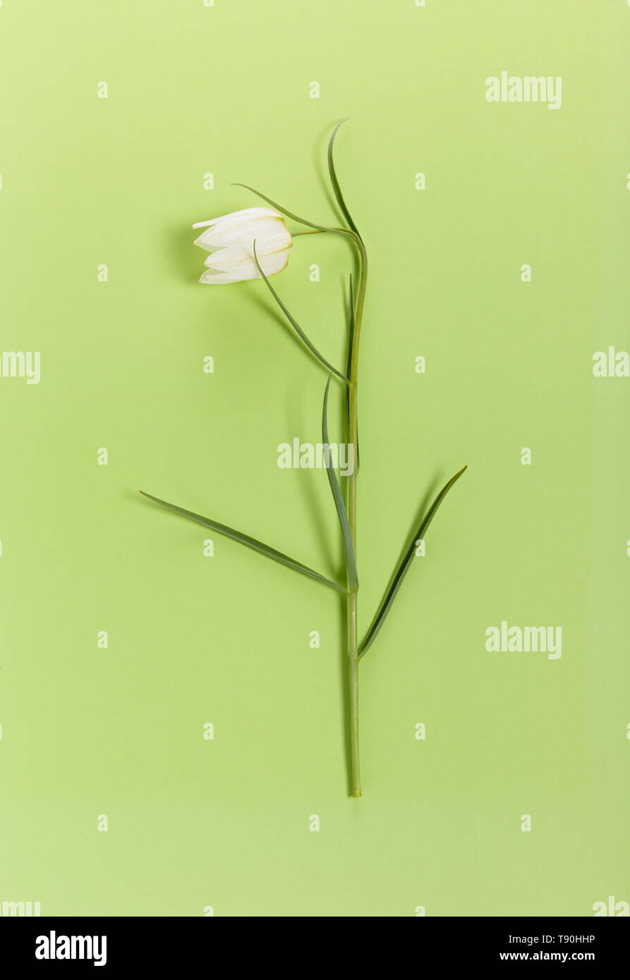 Delicato fiore bianco Snake Head Fritillary, Fritillaria meleagris su uno sfondo verde Foto Stock