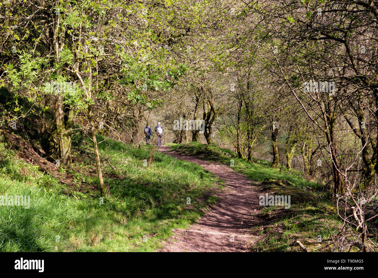 Percorso a piedi nella foresta di New Lanark, Scotland, Regno Unito. Due turisti a piedi a una distanza. Foto Stock