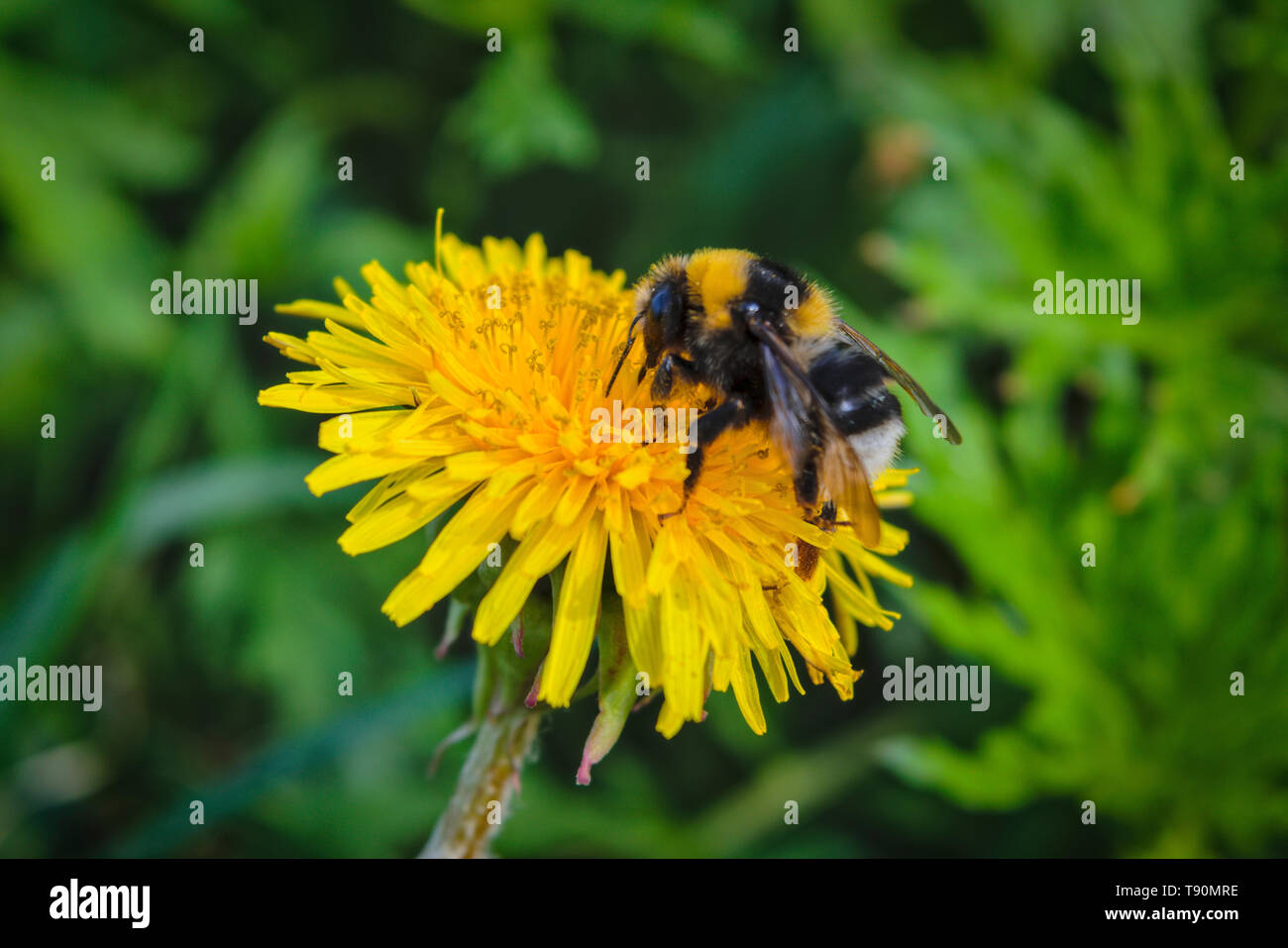 Bumblebee seduti su un giallo fiore di tarassaco.Un grande shaggy bumblebee raccoglie il nettare da un luminoso giallo fiore di tarassaco. Foto Stock