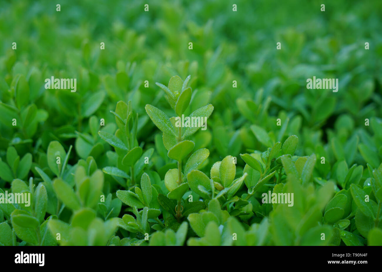 Il verde delle foglie di una siepe di bosso. Foto Stock