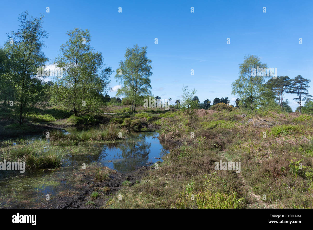 Brughiera paesaggio con stagno sul nero fino a West Sussex, Regno Unito, durante la primavera Foto Stock