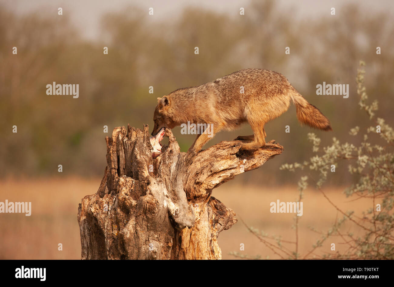 European jackal immagini e fotografie stock ad alta risoluzione - Alamy