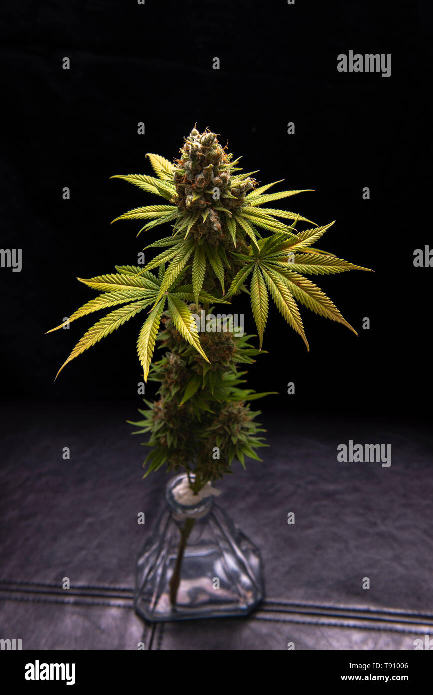 Dettaglio del fiore di cannabis (Sour diesel ceppo di marijuana) su un vaso isolate su sfondo nero Foto Stock
