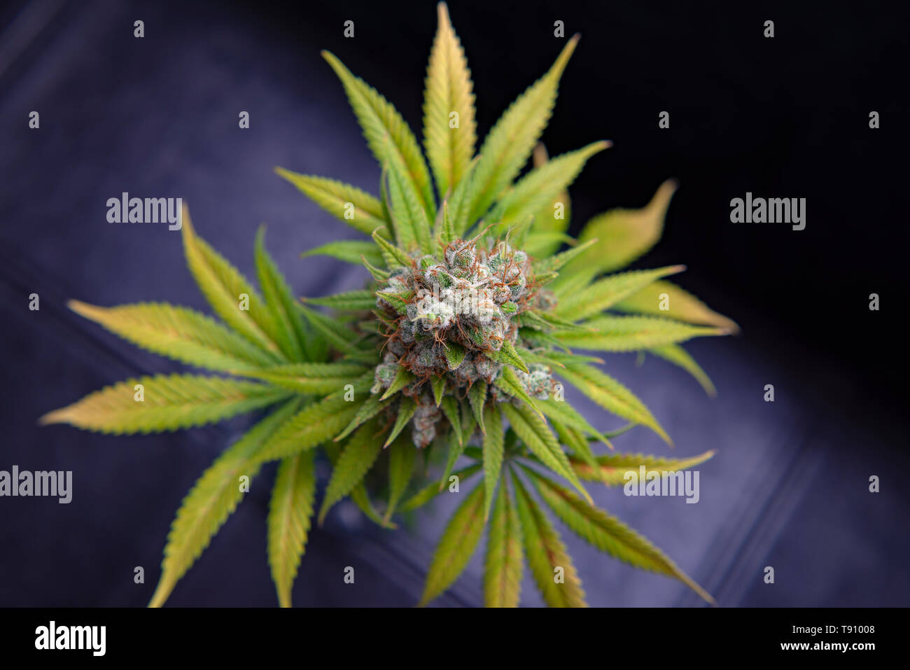 Dettaglio del fiore di cannabis (Sour diesel ceppo di marijuana) su un vaso isolate su sfondo nero Foto Stock