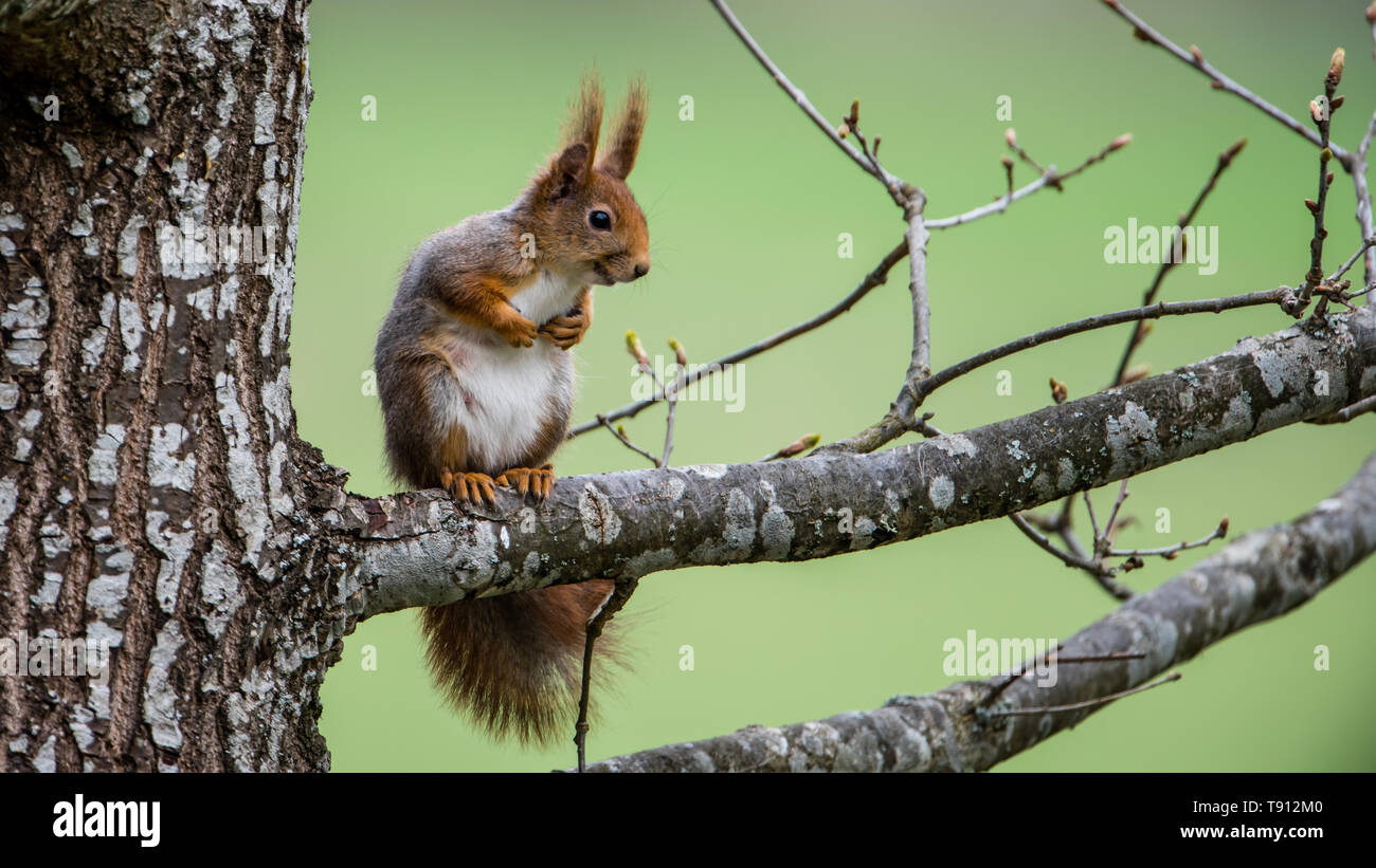 Lo scoiattolo rosso (Sciurus vulgaris) su un ramo di quercia con una verde sfondo sfocato Foto Stock