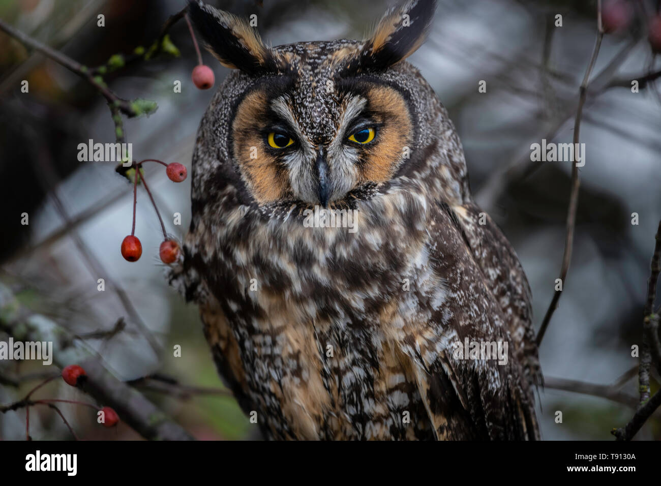 Il gufo comune (Asio otus), noto anche come il nord del gufo comune, è una specie di gufo che le razze in Europa, Asia e Nord America Foto Stock