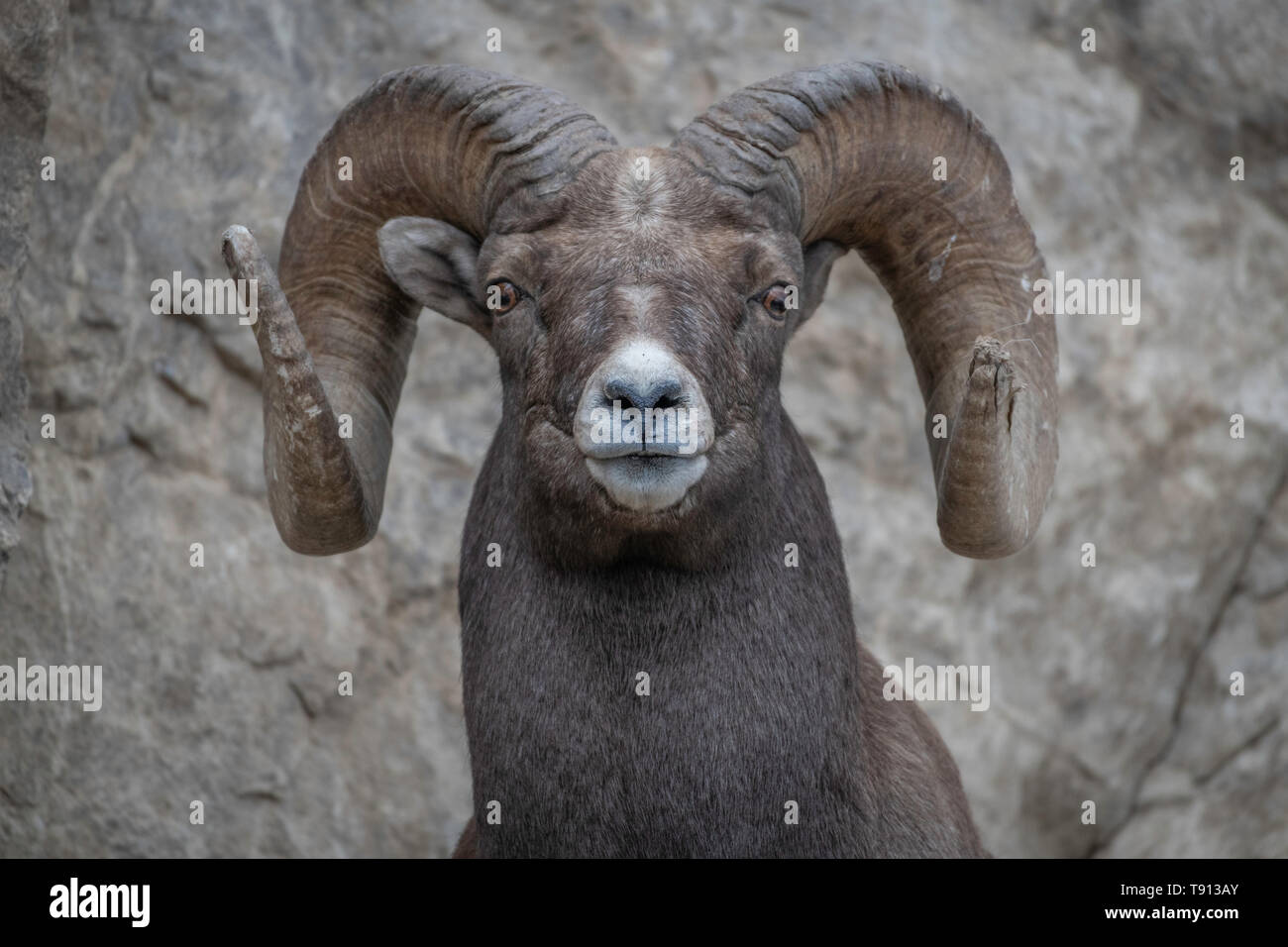 Bighorn a Yellowstone's Lamar Valley. Foto Stock