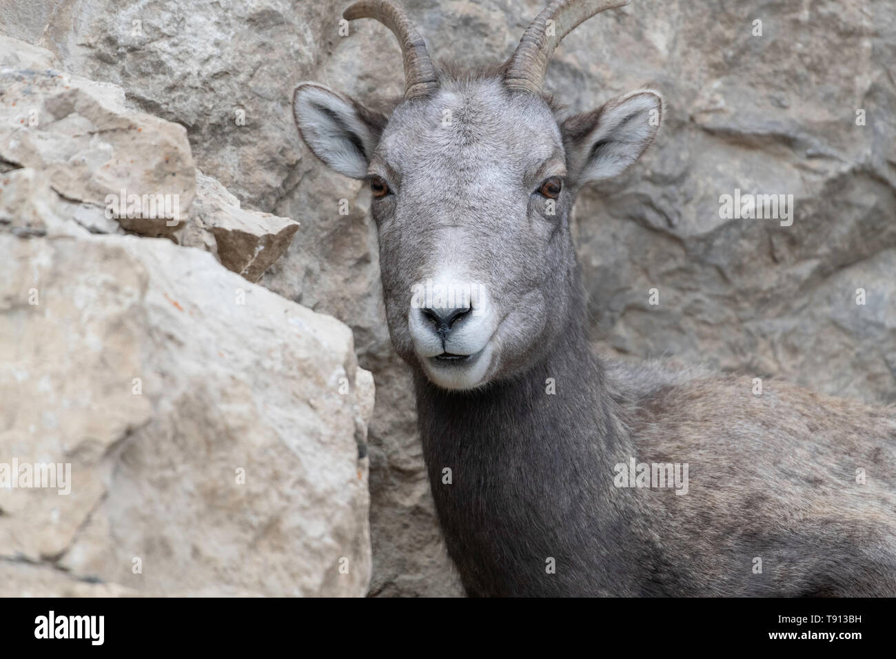 Bighorn a Yellowstone's Lamar Valley. Foto Stock