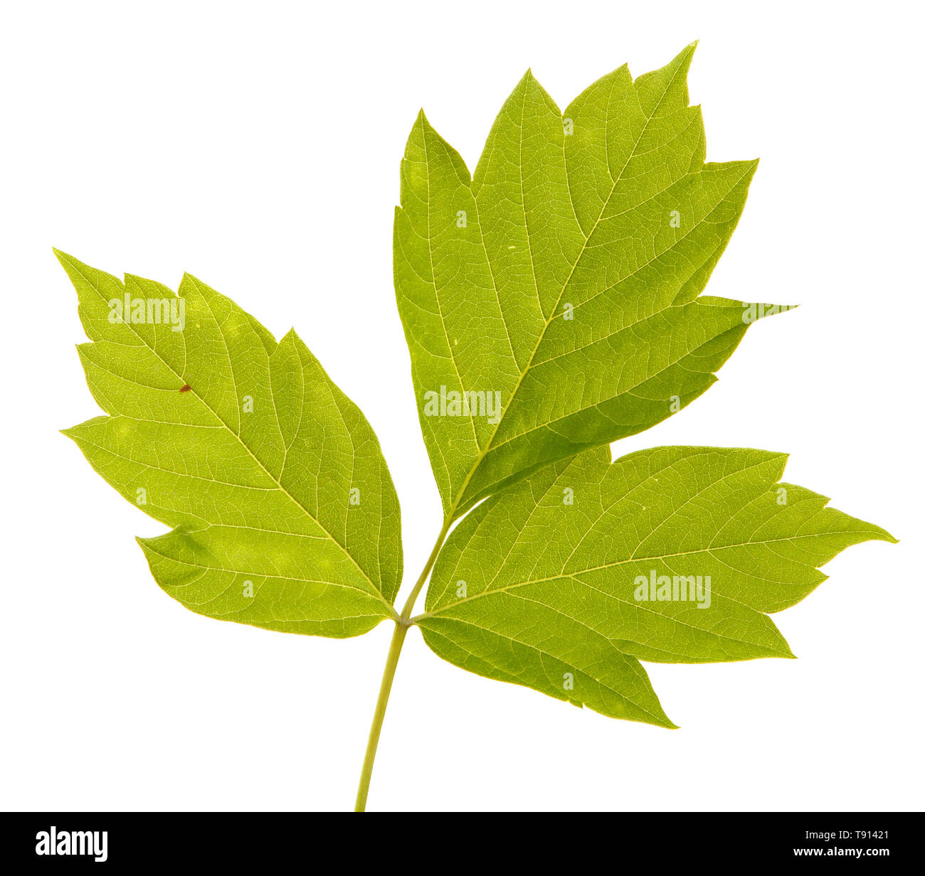 Maple rami con foglie verdi. Isolato su bianco Foto Stock