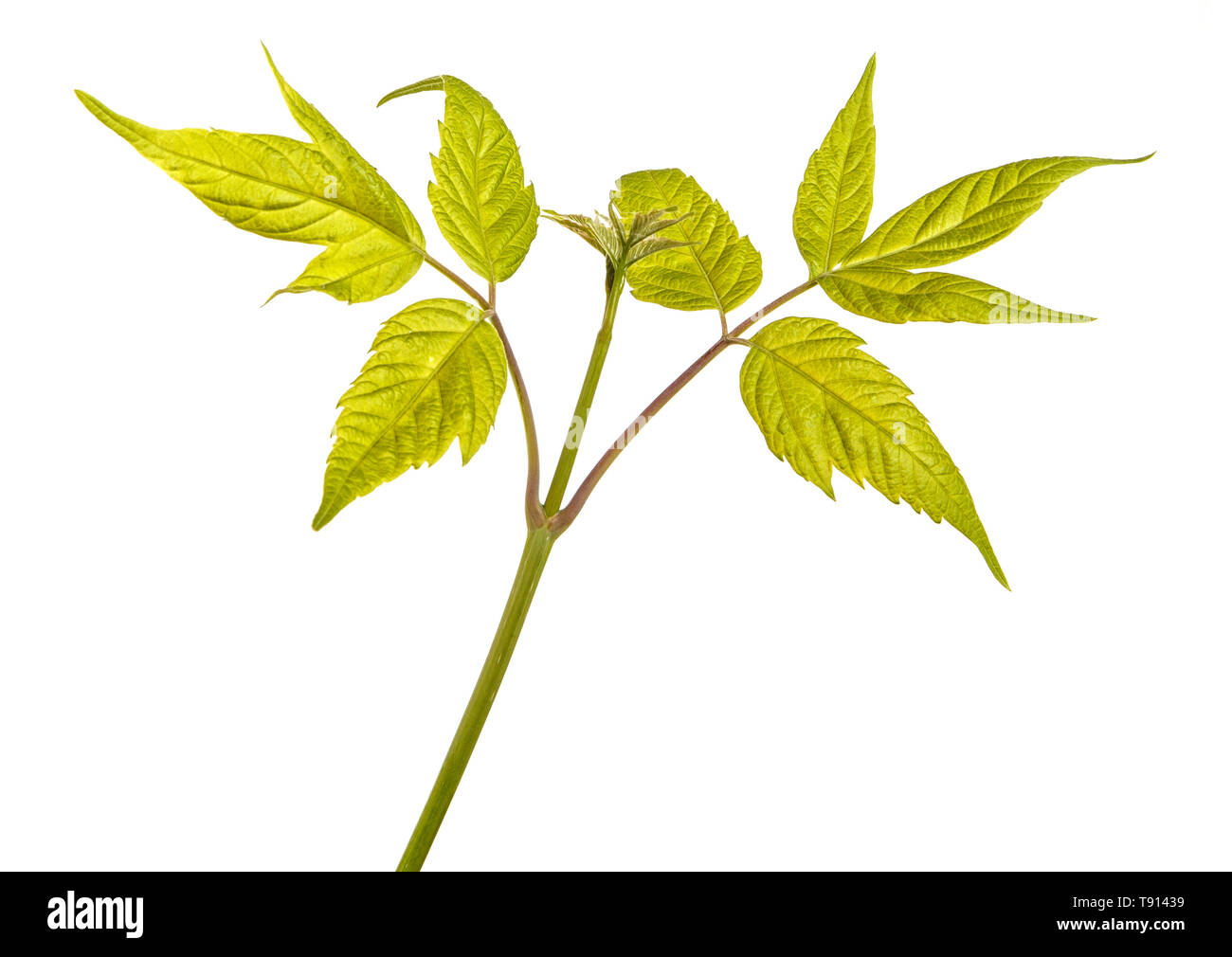 Maple rami con foglie verdi. Isolato su bianco Foto Stock