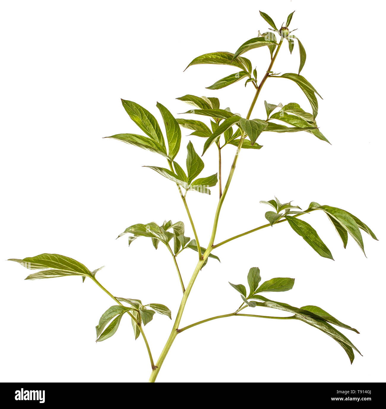 I cavoli verdi di peonia fiori. Isolato su bianco Foto Stock