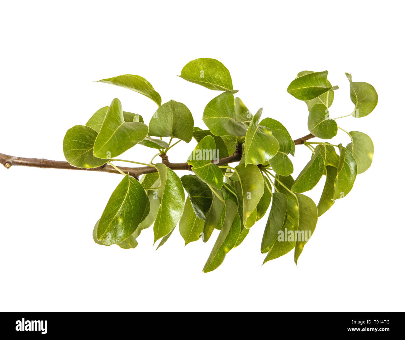 Ramo di pear tree con giovani foglie verdi. Isolato su bianco Foto Stock