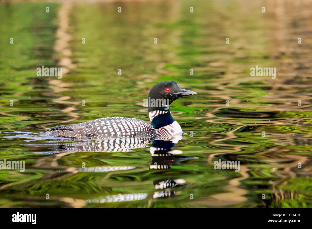 Loon comune, Gavia immer, sul lago di castoro in Winfield, British Columbia, Canada Foto Stock