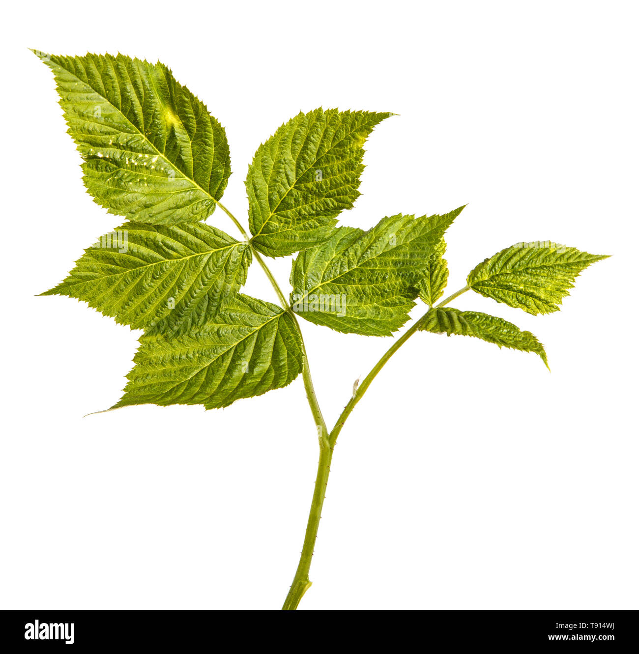 Verde giovane germoglio di lamponi con foglie verdi. Isolato su bianco Foto Stock