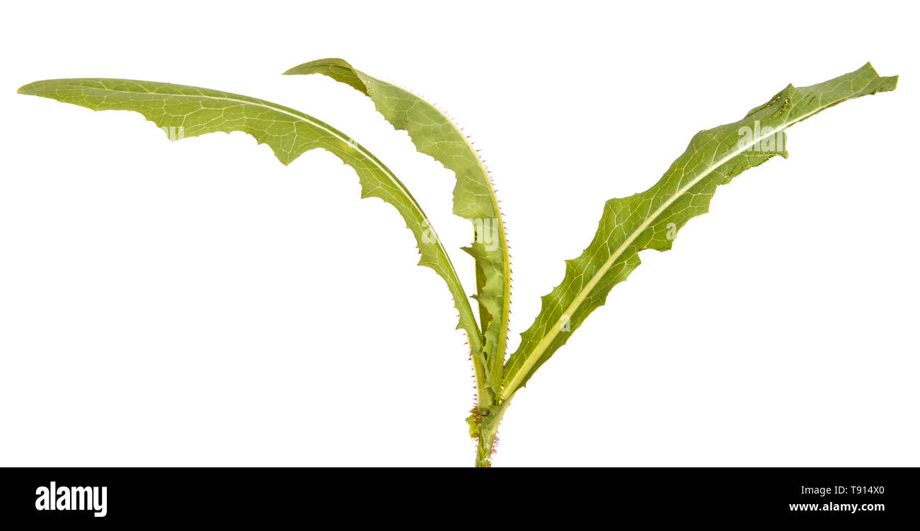 Verde foglie di tarassaco isolato su bianco Foto Stock