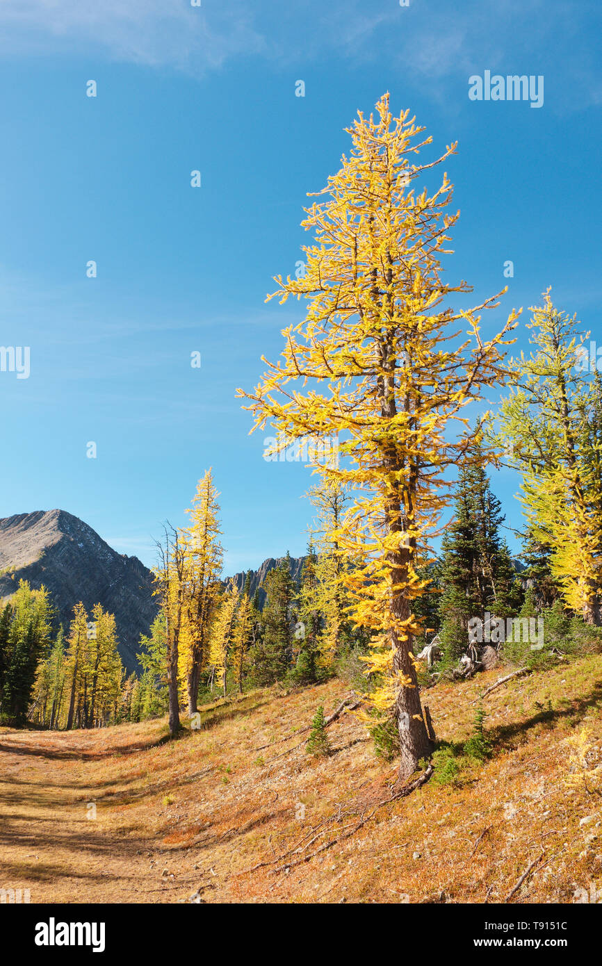 Vecchio sub-alpine larici di oro di tornitura in autunno in prossimità del vertice del pupazzo di neve montagna in E.C. Manning provincial park in British Columbia, Canada. Foto Stock