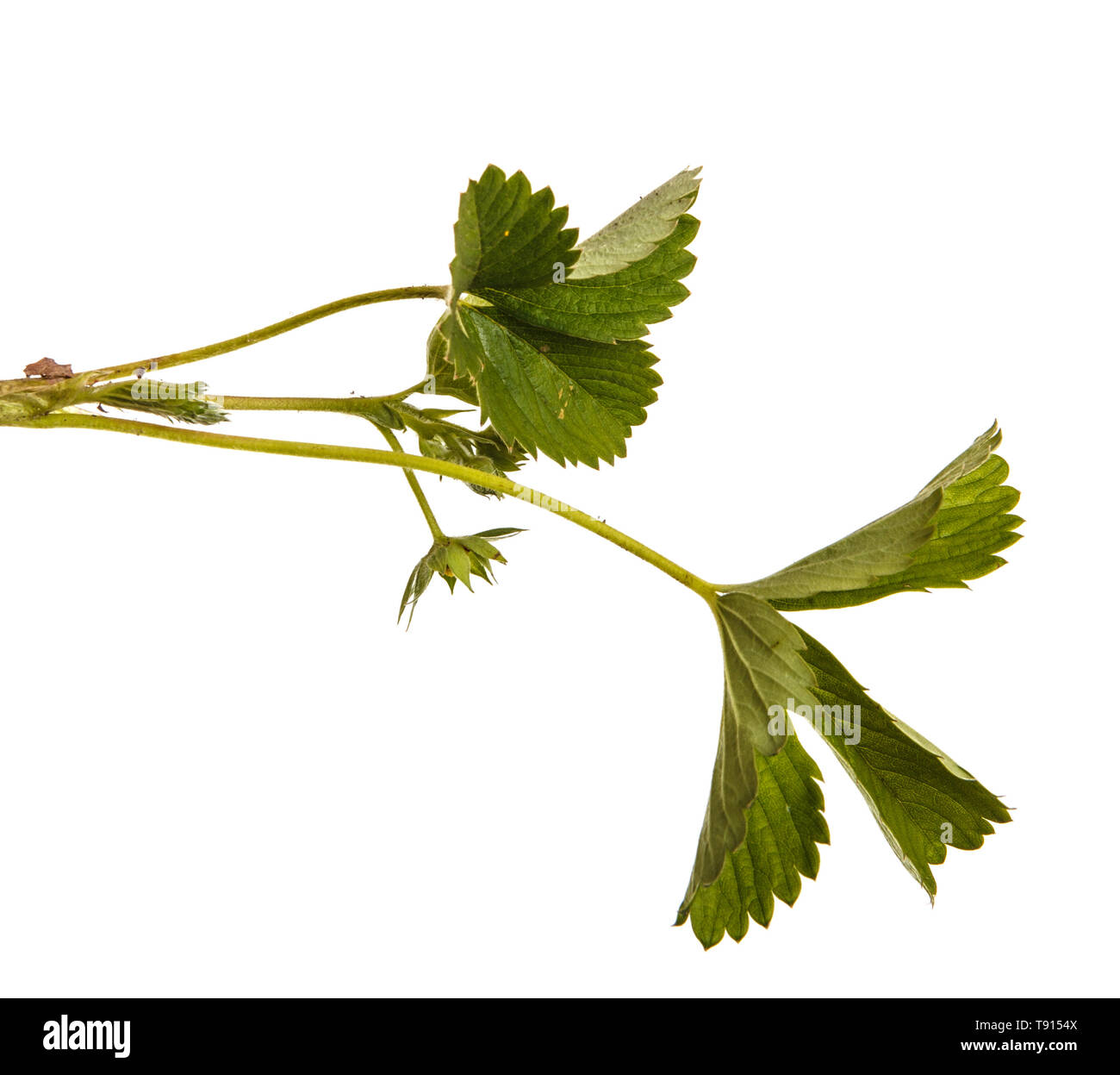 Verde foglie di fragola. Isolato su bianco Foto Stock