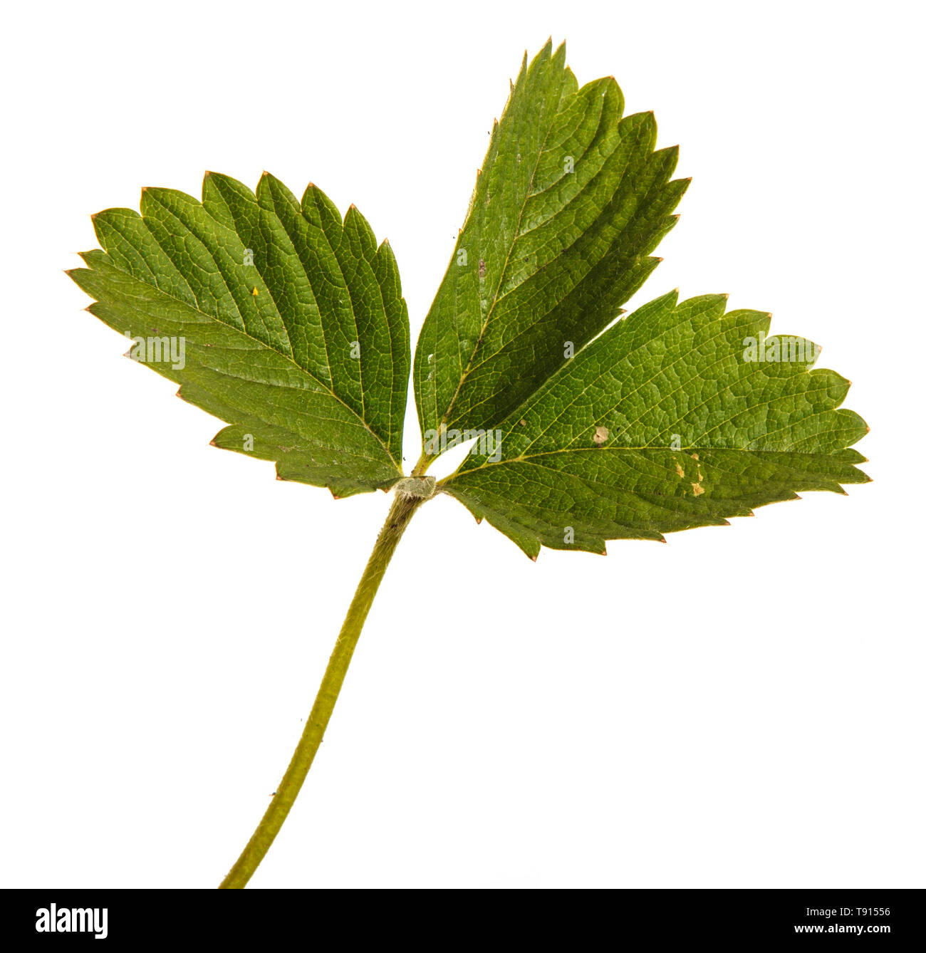 Verde foglie di fragola. Isolato su bianco Foto Stock