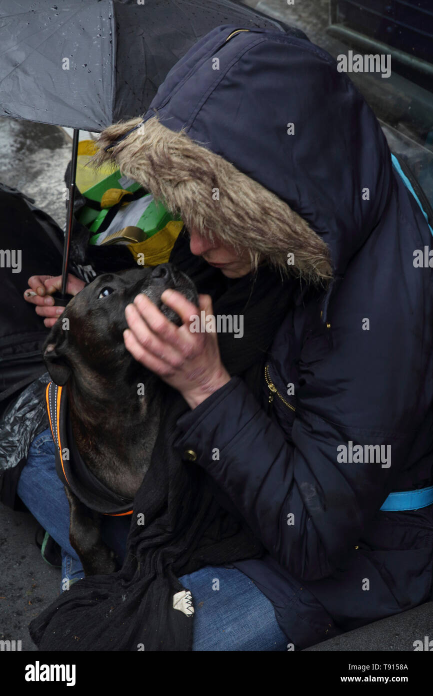 Glasgow Scozia senzatetto donna con il suo Staffordshire Bull Terrier cane sotto la pioggia Foto Stock