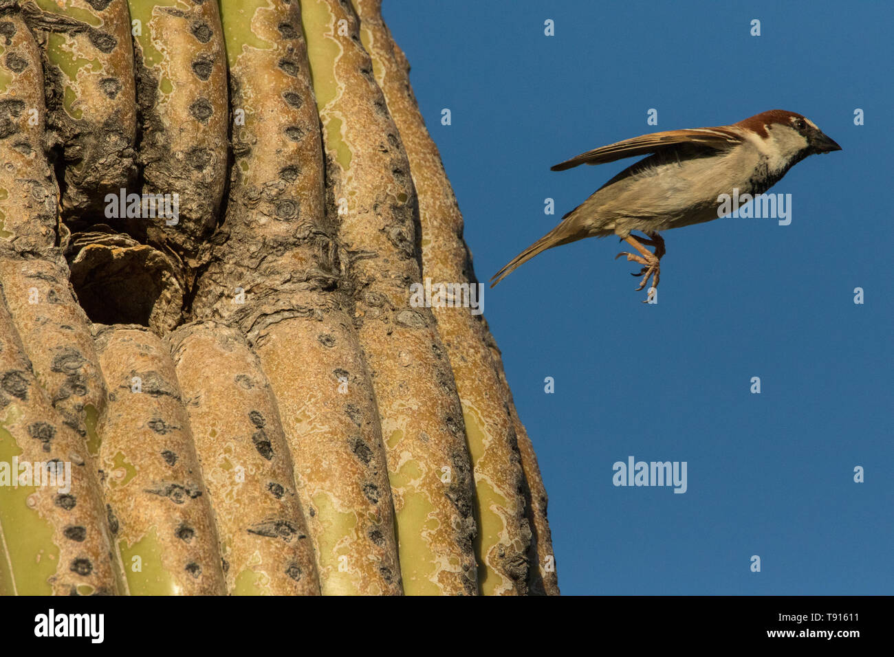 Casa passero (Passer domesticus), maschio, volare dal nido di cactus Saguaro, deserto Sonoran Arizona, una specie introdotta in Nord America dal Eurasi Foto Stock