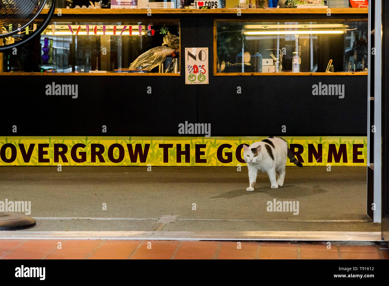 Gatto a Marc Emery della cultura di Cannabis store, DTES, Vancouver, British Columbia, Canada. Foto Stock