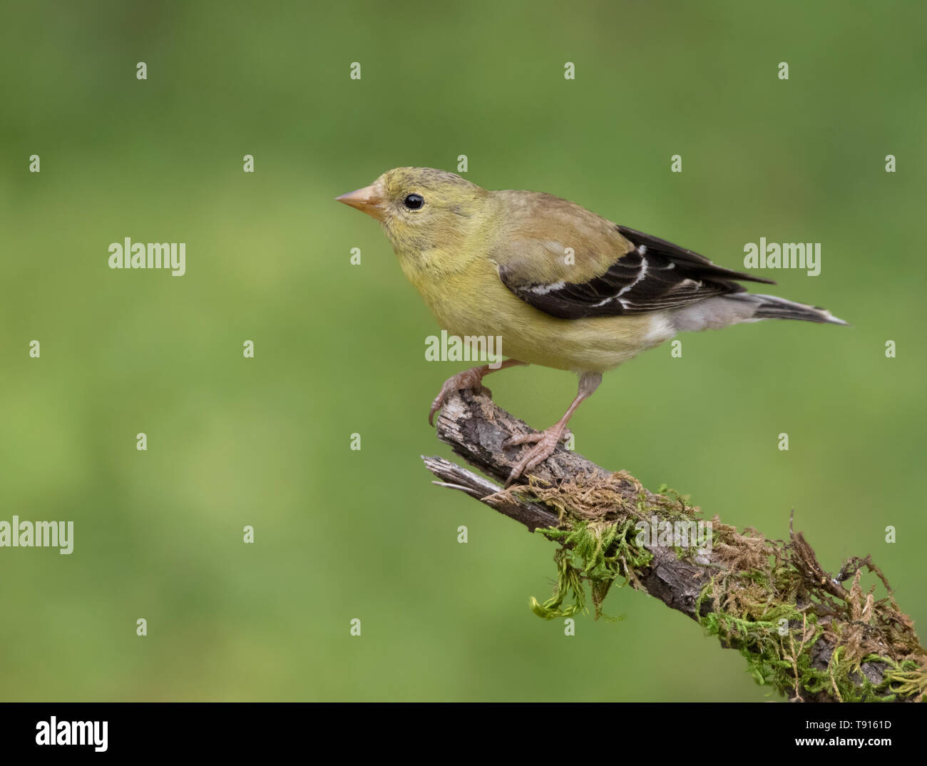 American Cardellino,Carduelis tristis, capretti, arroccato a Saskatoon Foto Stock