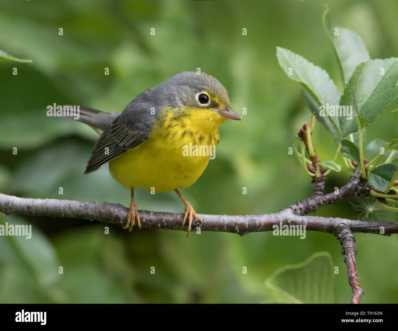 Canada trillo, Cardellina canadensis, arroccato a Saskatoon, Canada Foto Stock