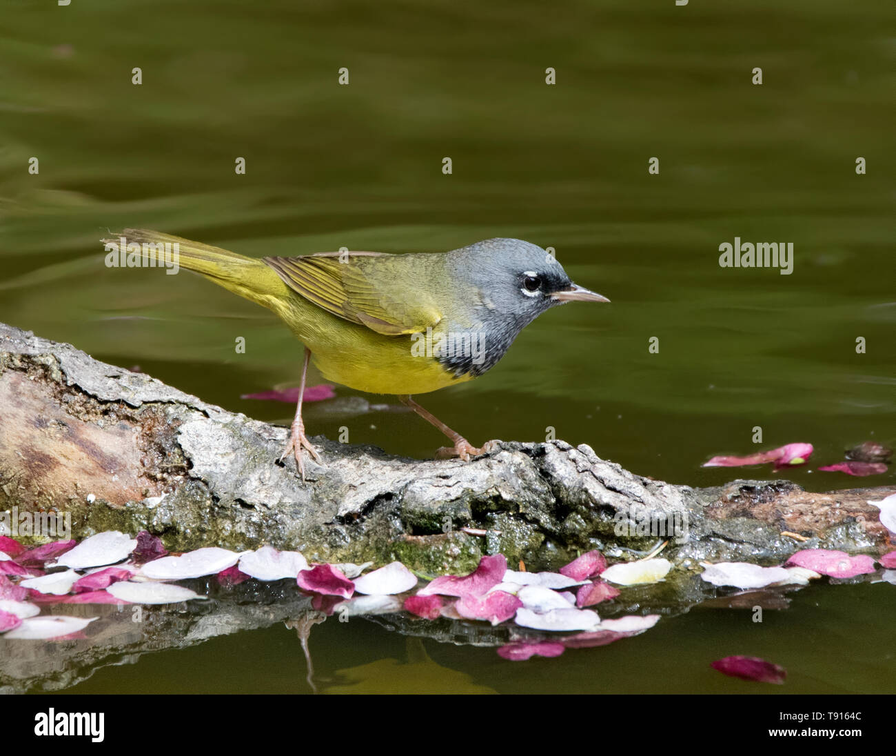 Un maschio MacGillivray il trillo,Geothlypis tolmiei bere da uno stagno di Saskatoon, Saskatchewan, Canada Foto Stock