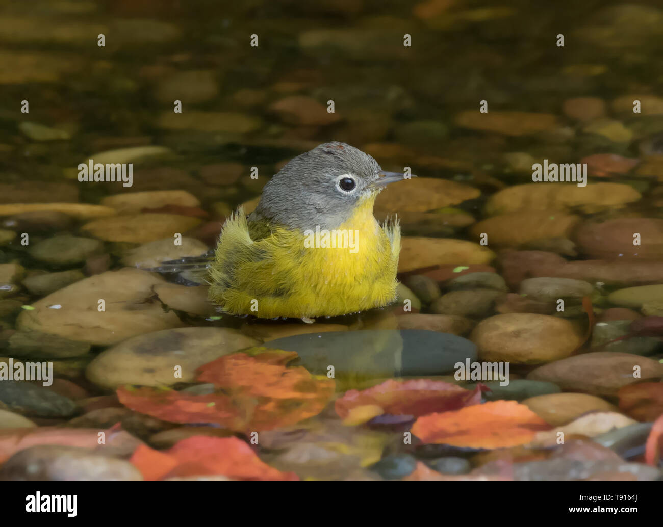 Nashville trillo, Leiothlypis ruficapilla, balneazione in un stagno , a Saskatoon, Saskatchewan Foto Stock