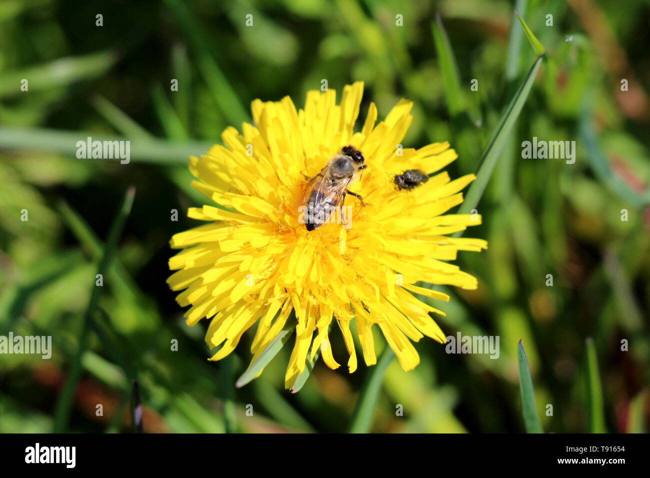 Bee e due piccole mosche sulla parte superiore del dente di leone o Taraxacum aprire blooming fiore giallo circondato da verde erba non tagliata su caldo e soleggiato giorno di primavera Foto Stock