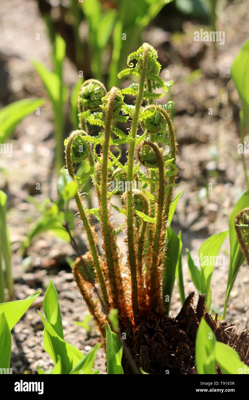 Mazzetto di felce piante vascolari in vari stadi di sviluppo da piccole a completamente cresciuti circondato con altre piante in giardino locale Foto Stock