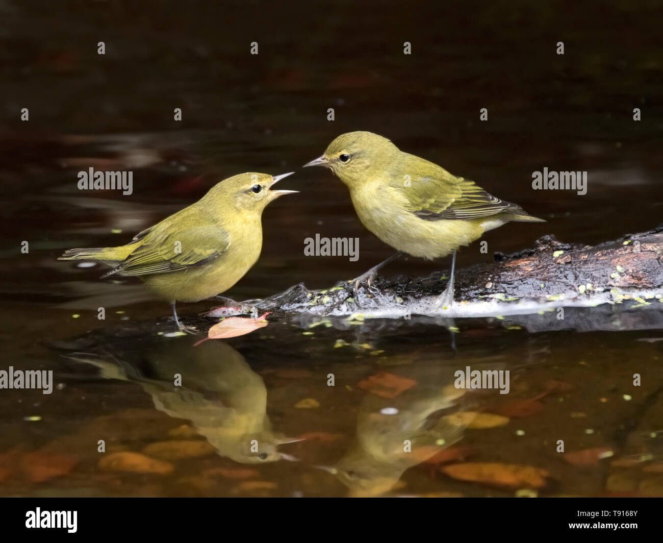 Due rientrano piumaggio Tennesee Capinere, Leiothlypis peregrina, in lotta per un posto di balneazione in Saskatoon, Saskatchewan Foto Stock