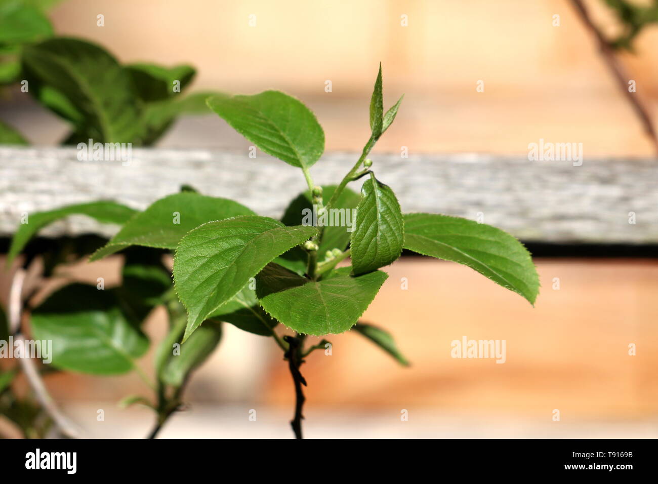 Hardy kiwi o Actinidia arguta vitigno perenne con verde scuro foglie coriacee e piccole hardy kiwi o kiwi berry o arctic kiwi o baby kiwi Foto Stock