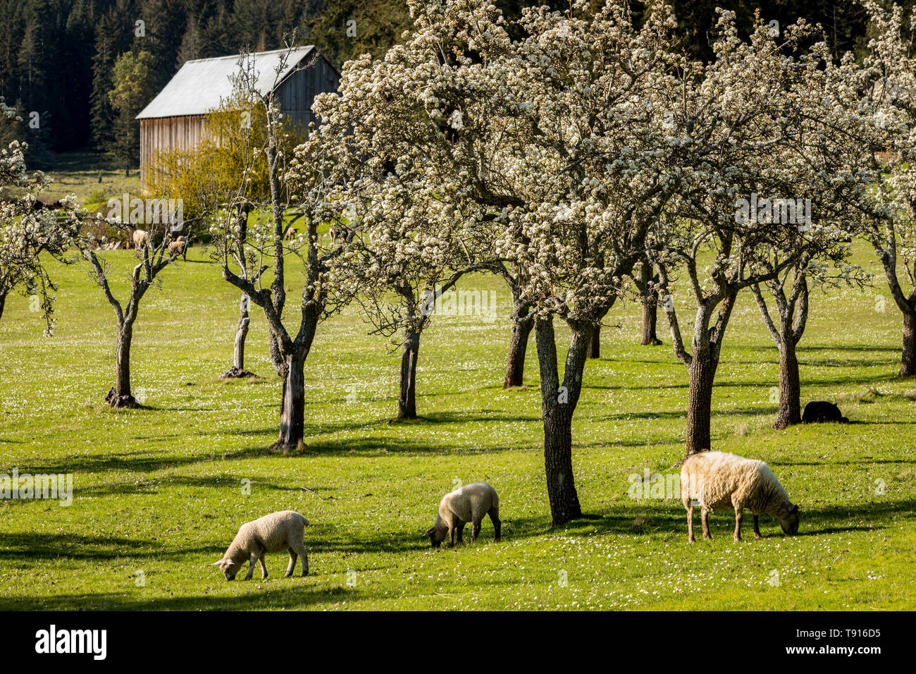 Ovini e neonato agnelli pascolano in sole di primavera in Fattoria Ruckle Parco Provinciale sulla molla di sale isola, British Columbia, Canada. Foto Stock