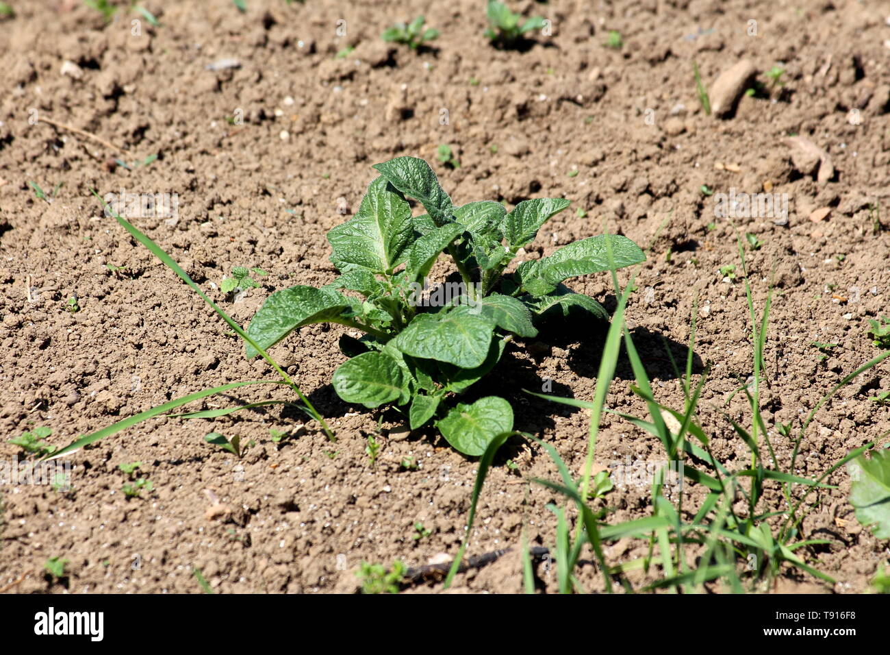 Pianta di patata con spessi verde scuro foglie coriacee crescendo in locale  circondata da giardino con suolo asciutto ed erba sul caldo soleggiata  giornata di primavera Foto stock - Alamy