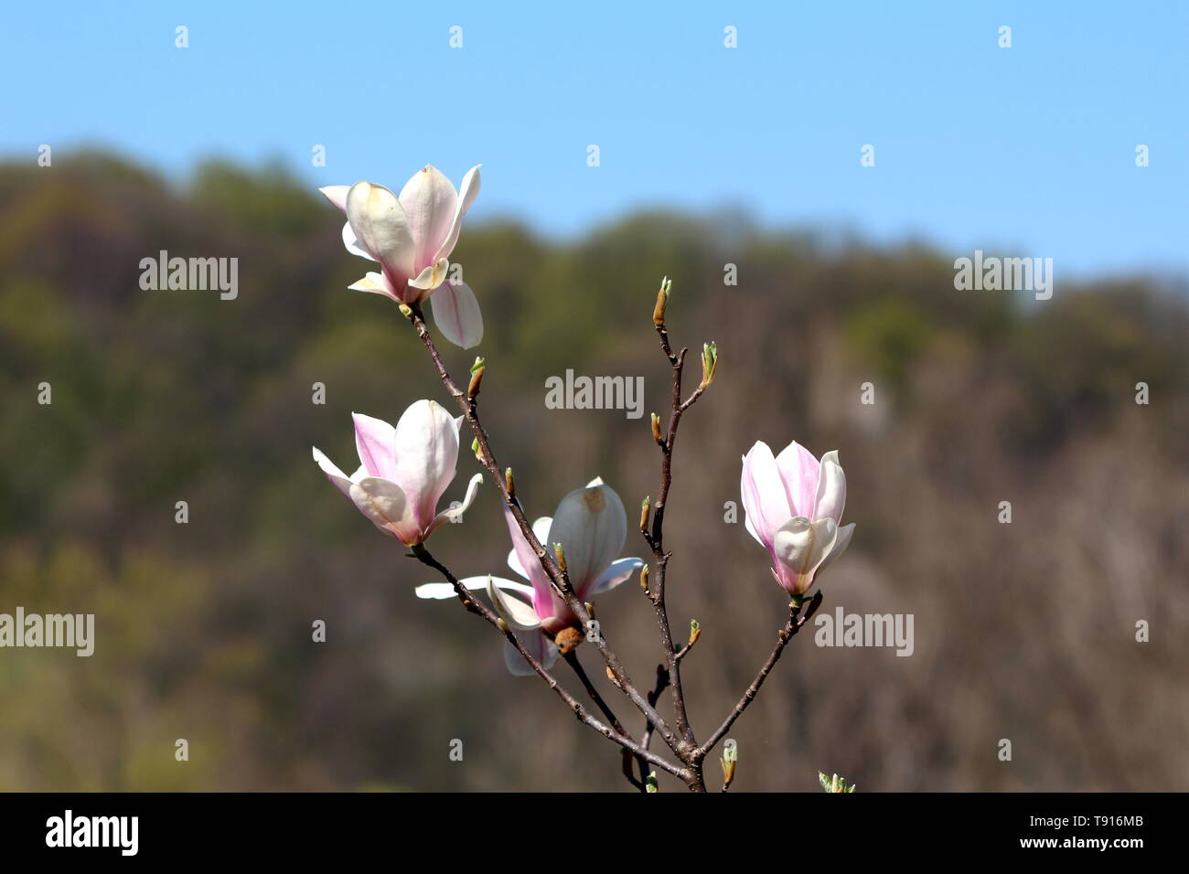 Bianco e viola chiaro petali di fiori di magnolia sulla parte superiore di una molteplicità di rami di alberi con la foresta e il cielo azzurro in background su caldo e soleggiato giorno di primavera Foto Stock