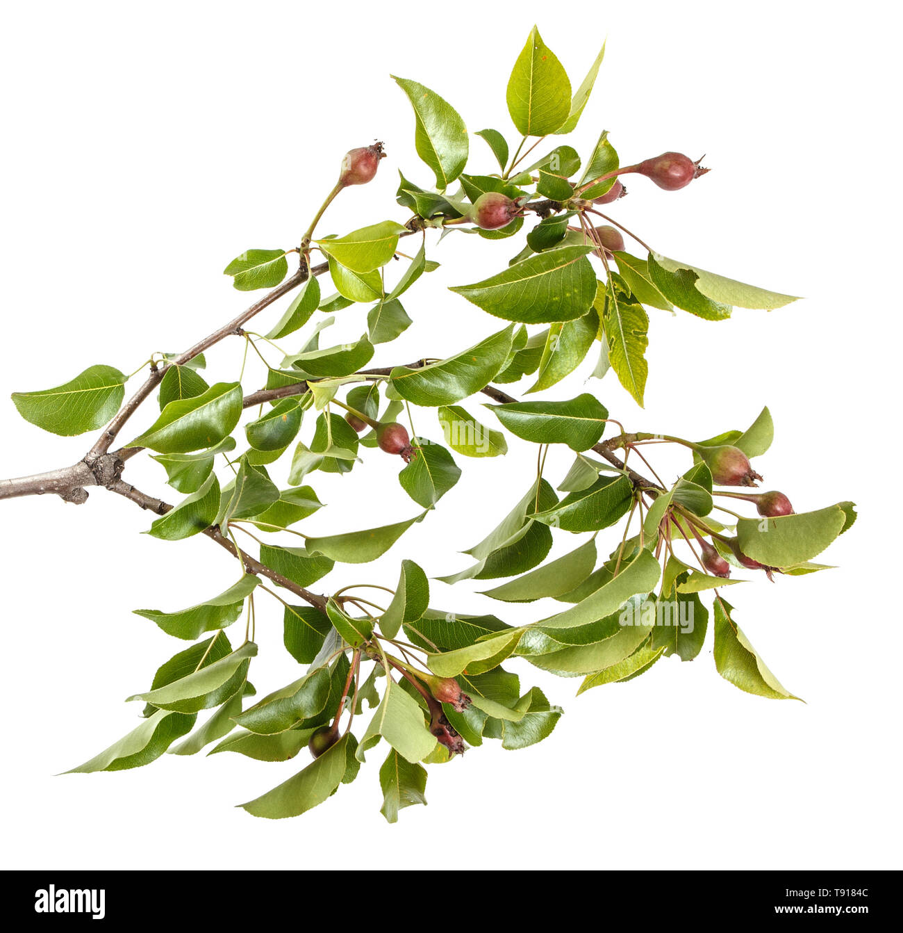 Il ramo di un albero grash con frutto acerbo. Isolato su bianco Foto Stock