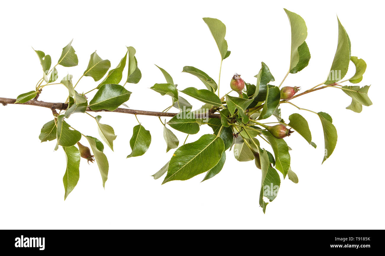 Il ramo di un albero grash con frutto acerbo. Isolato su bianco Foto Stock