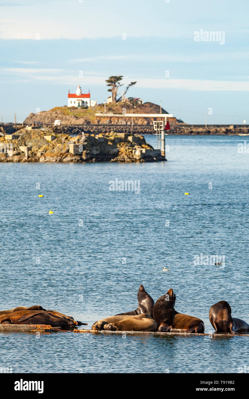 California i leoni di mare (zalophus californius) e Steller leoni di mare (eumetopias jubatus) tirata fuori su pontili galleggianti. Battery Point lighthouse in background. Crescent City, California, Stati Uniti d'America. Foto Stock